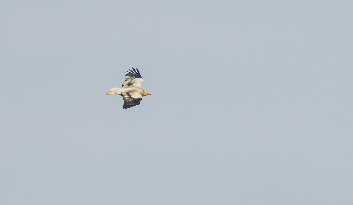 Egyptian Vulture - ML659137911