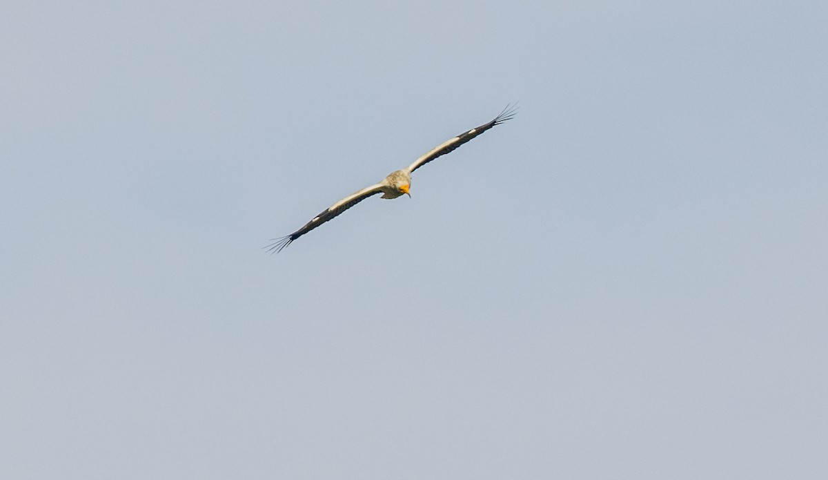 Egyptian Vulture - ML659137912