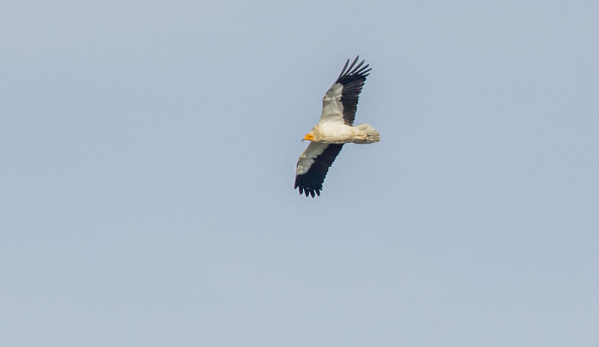 Egyptian Vulture - ML659137913
