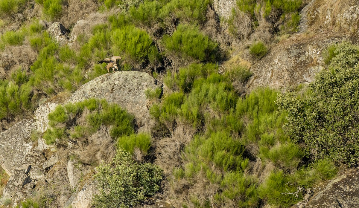 Eurasian Griffon - ML659137917