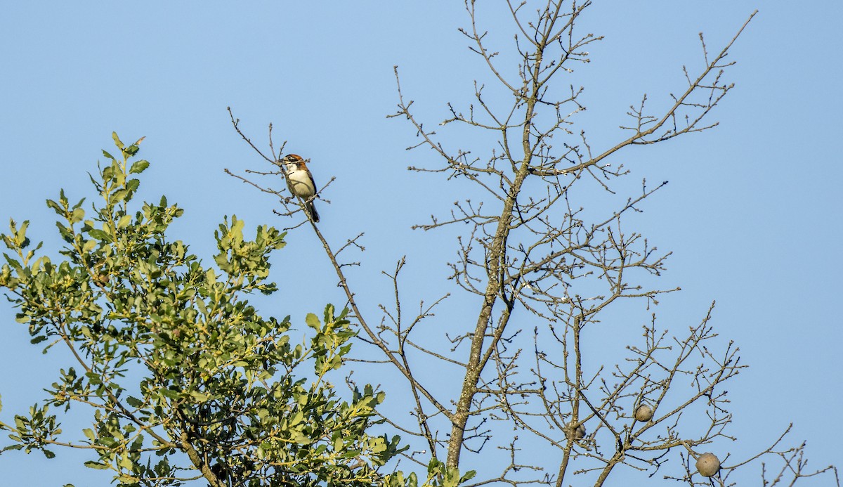 Woodchat Shrike - ML659137933