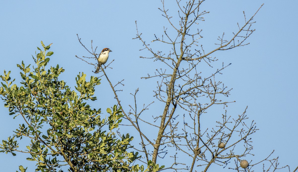 Woodchat Shrike - ML659137934