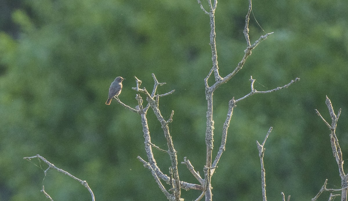 Black Redstart - ML659137952