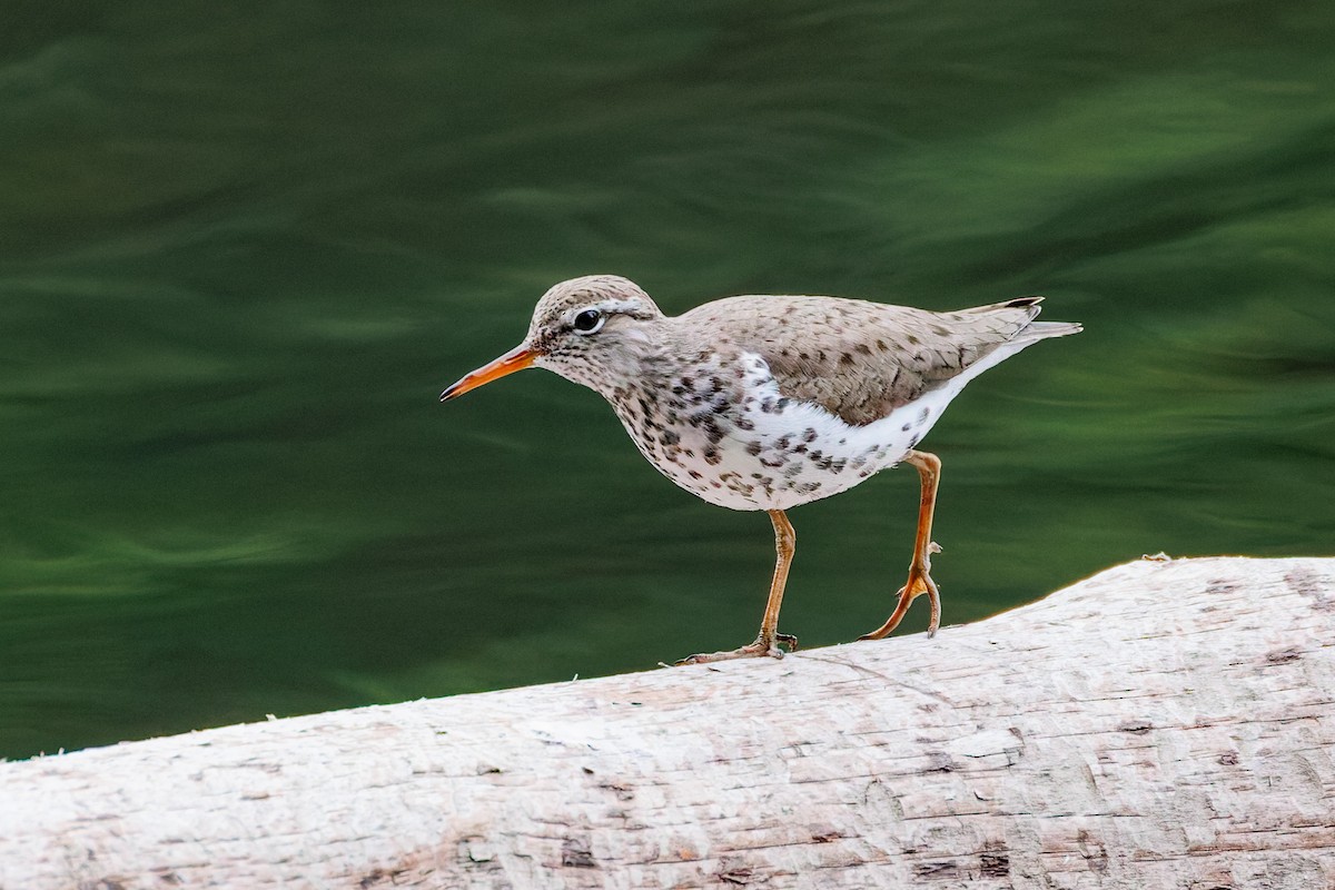 Spotted Sandpiper - ML659137953