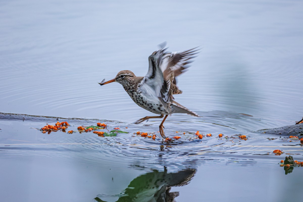 Spotted Sandpiper - ML659137954