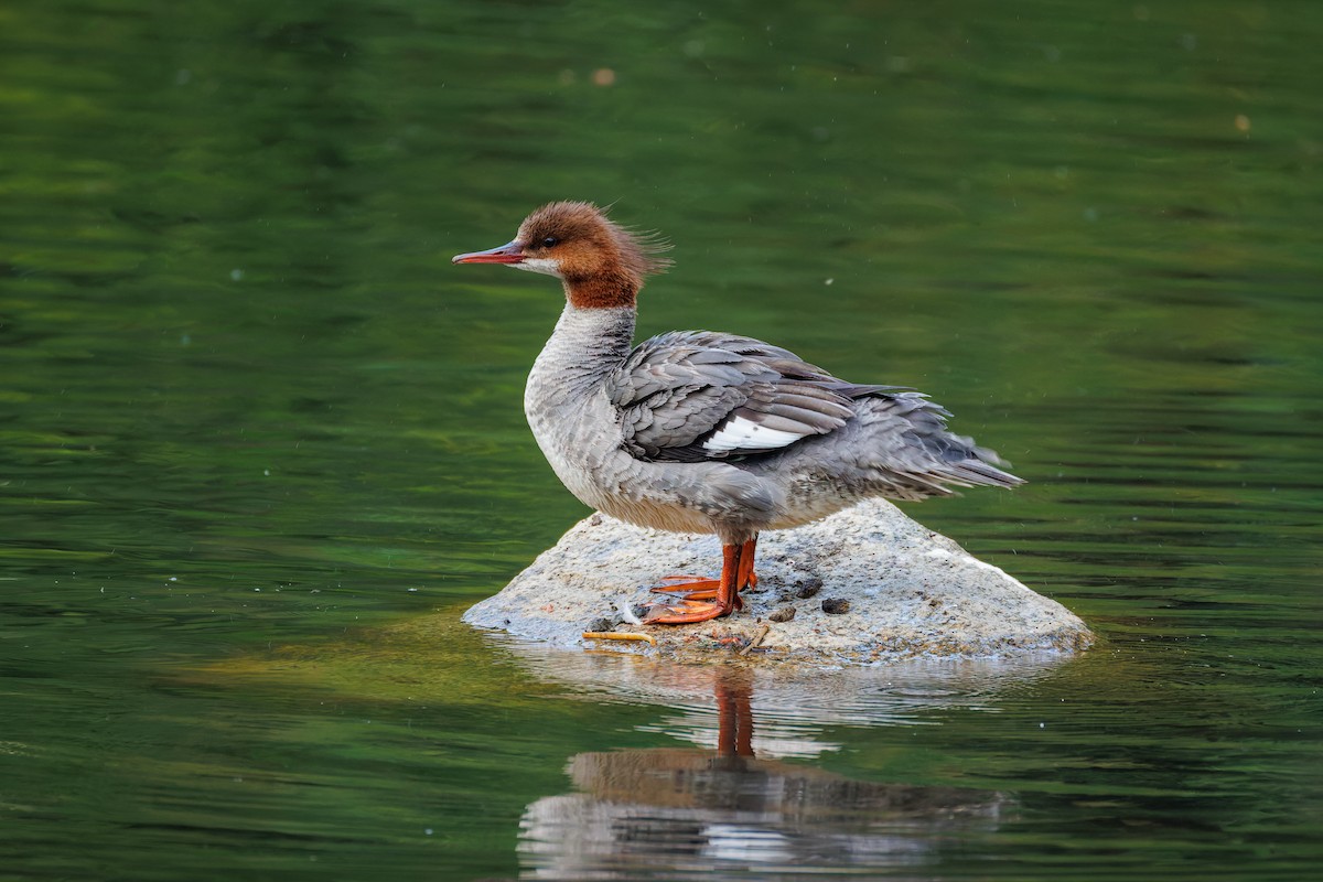 Common Merganser (North American) - ML659137958
