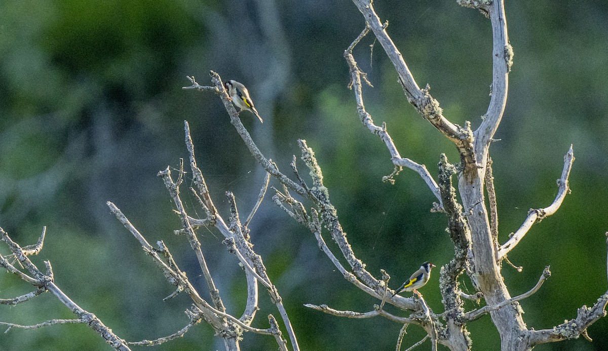 European Goldfinch - ML659137978
