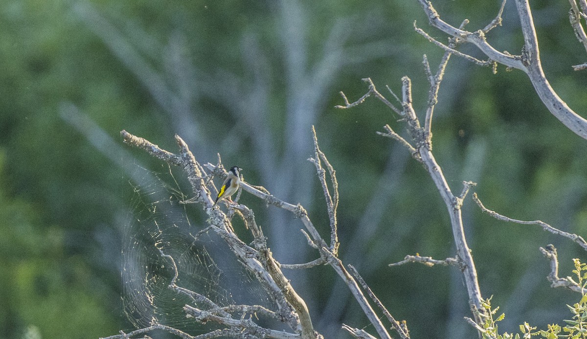 European Goldfinch - ML659137979