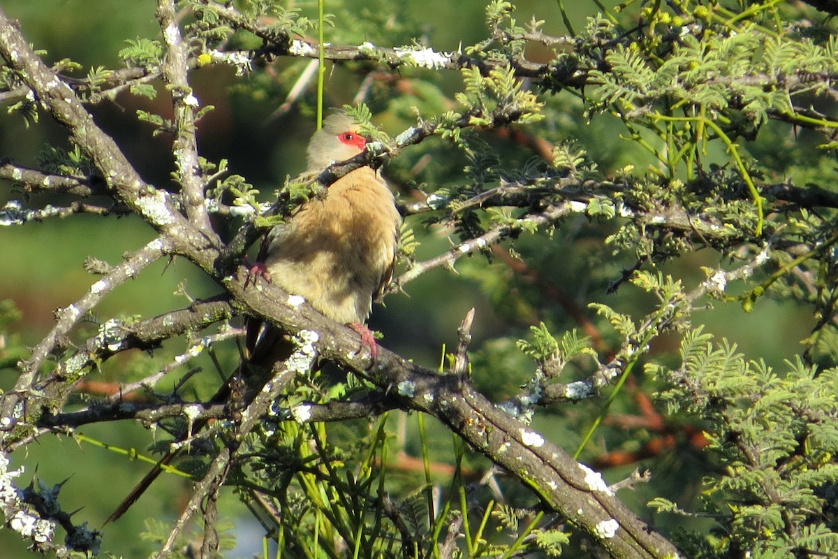 Red-faced Mousebird - ML659138934