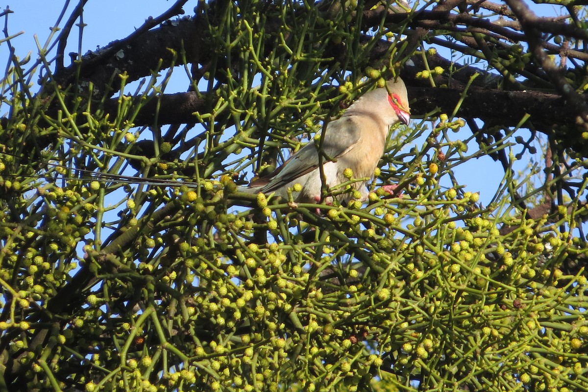 Red-faced Mousebird - ML659138935