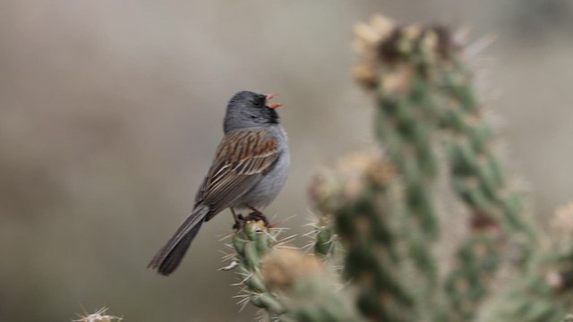 Black-chinned Sparrow - ML659139875