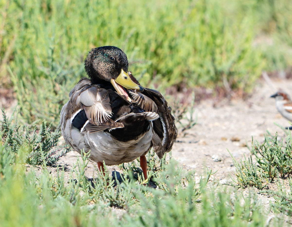 Mallard - ML659140316