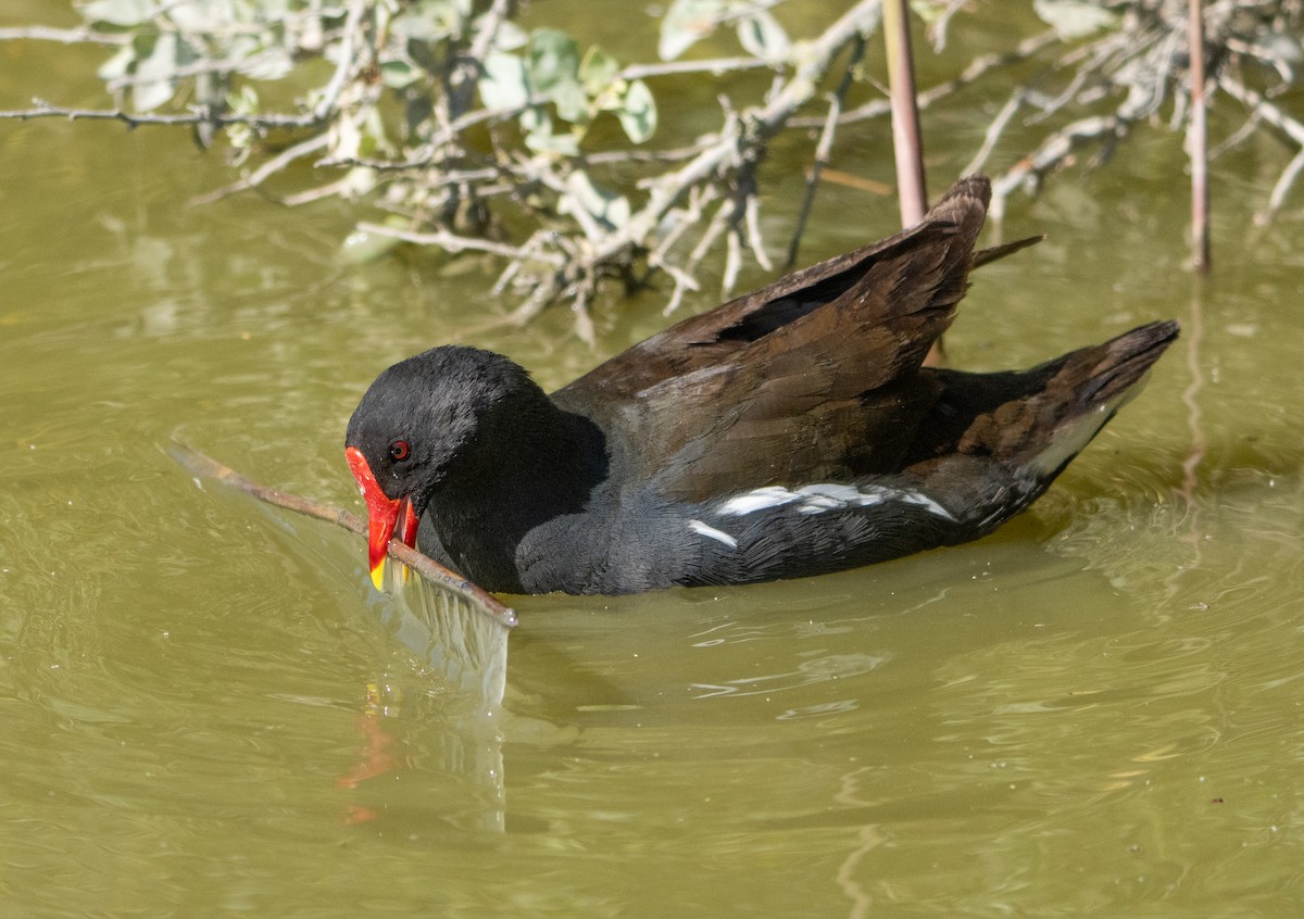 Eurasian Moorhen - ML659140350