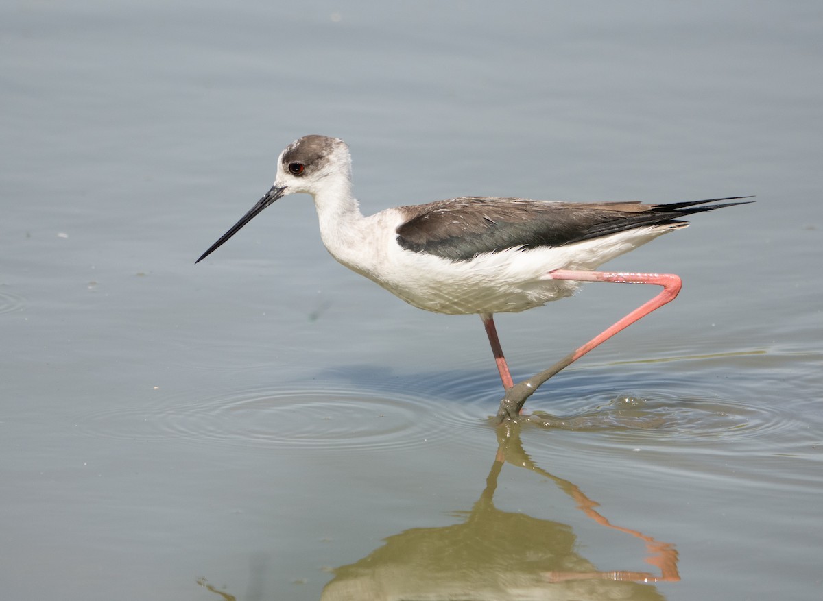 Black-winged Stilt - ML659140359