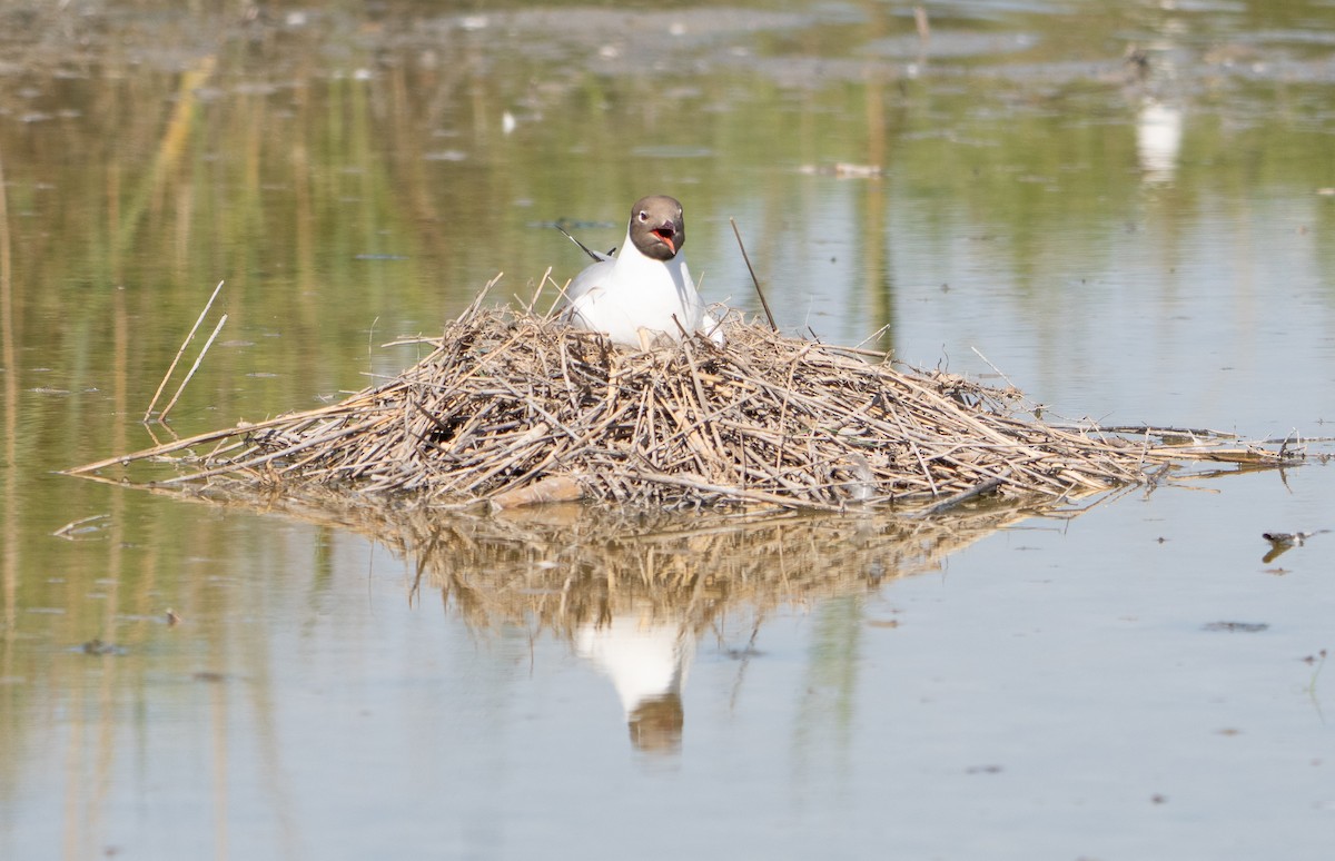 Black-headed Gull - ML659140393