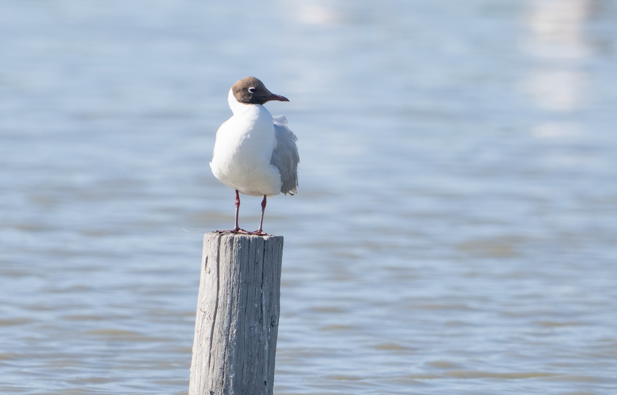 Black-headed Gull - ML659140394