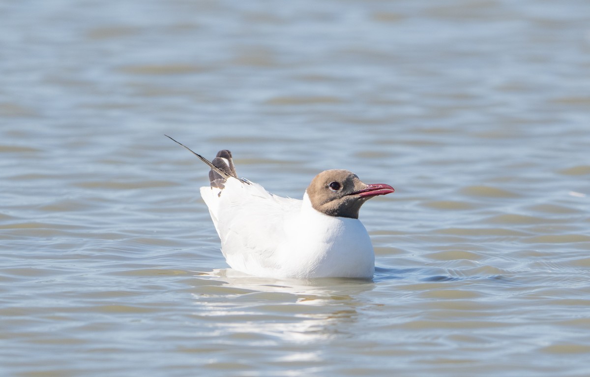 Black-headed Gull - ML659140395