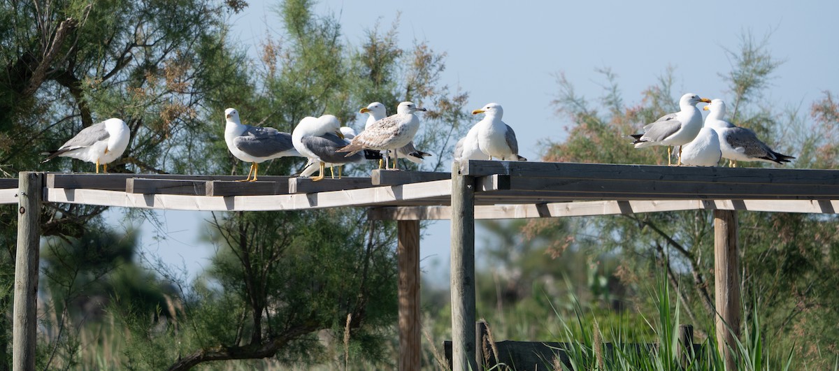 Yellow-legged Gull - ML659140402