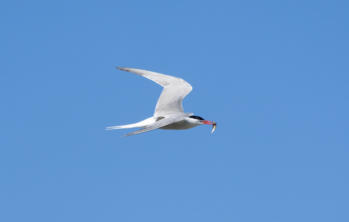 Common Tern - ML659140413