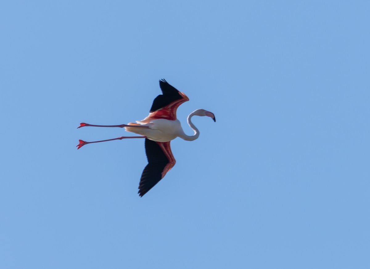Greater Flamingo - ML659140456