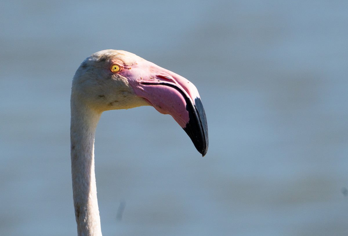 Greater Flamingo - ML659140461