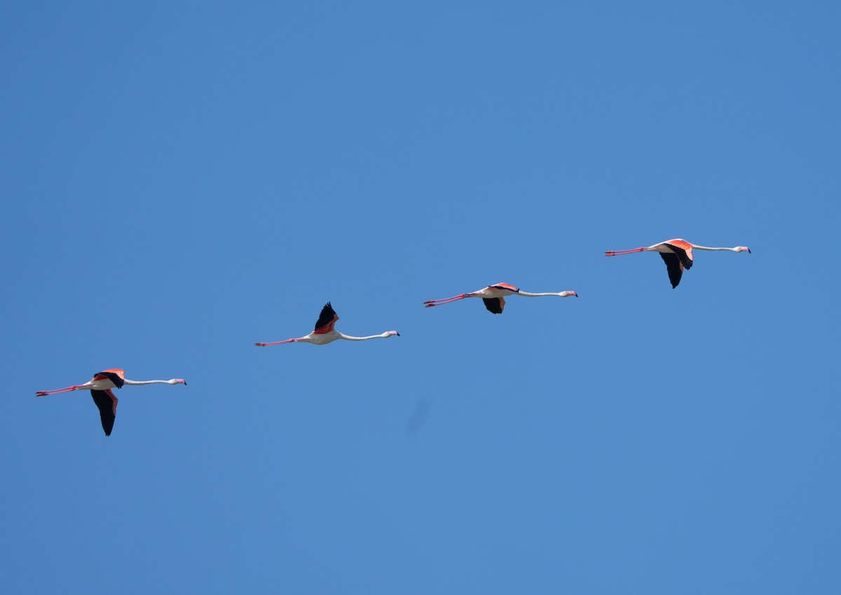 Greater Flamingo - ML659140463