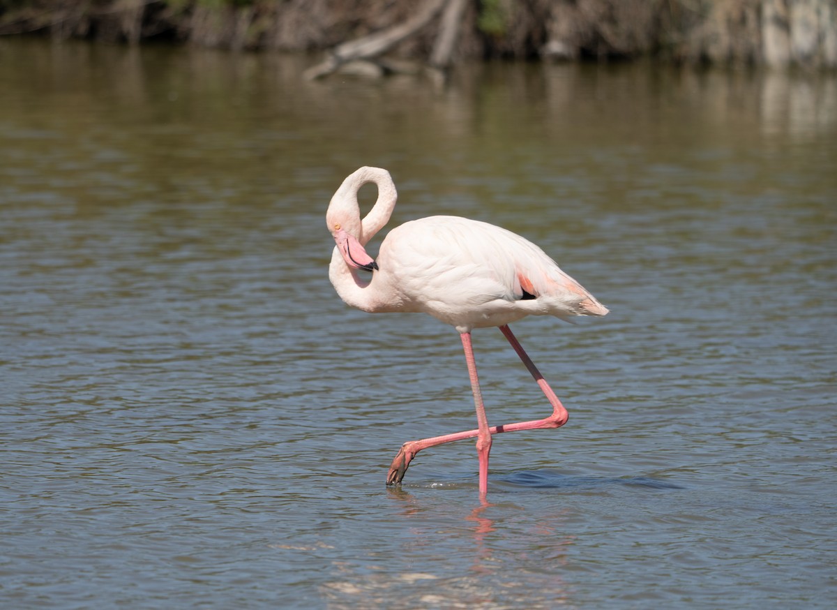 Greater Flamingo - ML659140464