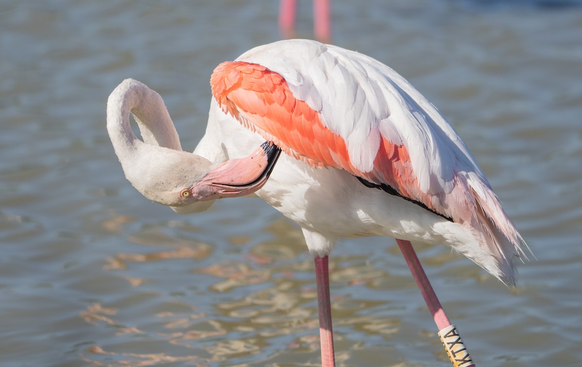 Greater Flamingo - ML659140466