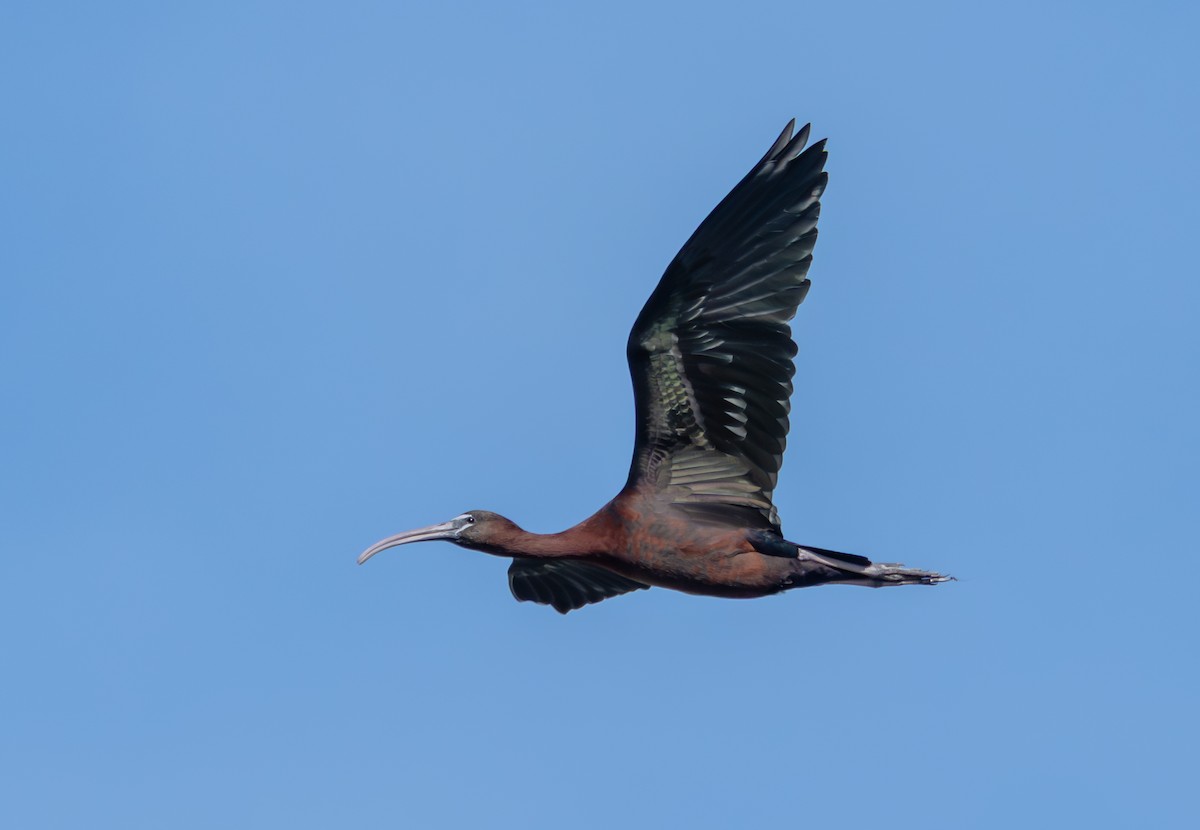 Glossy Ibis - ML659140479