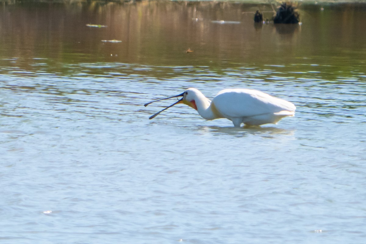Eurasian Spoonbill - ML659140484