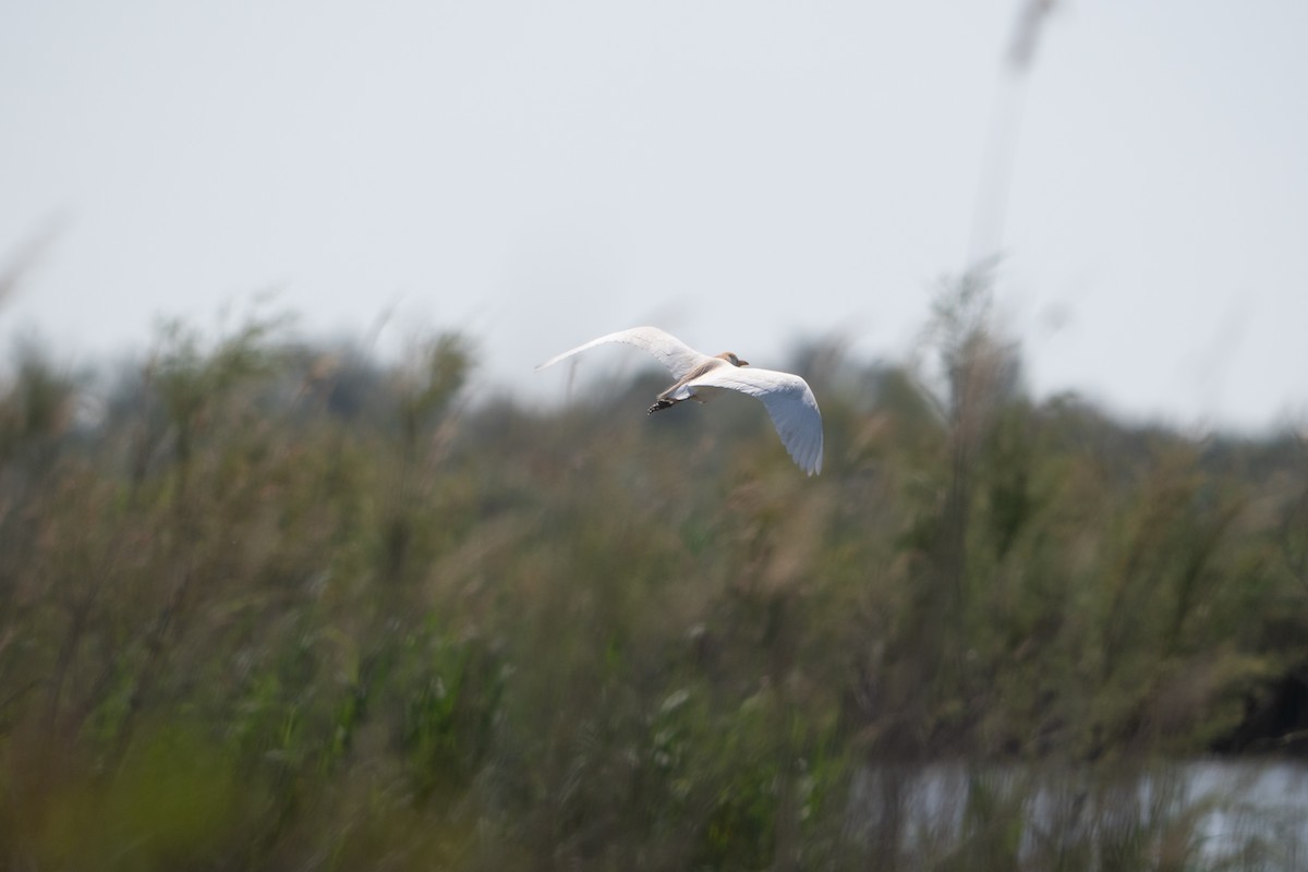 Western Cattle-Egret - ML659140497