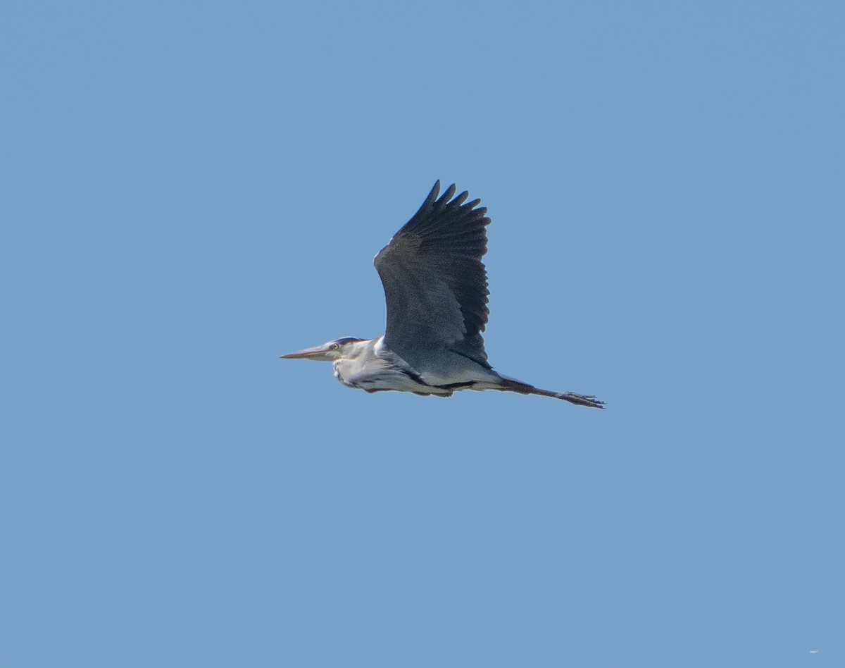 Gray Heron - ML659140508