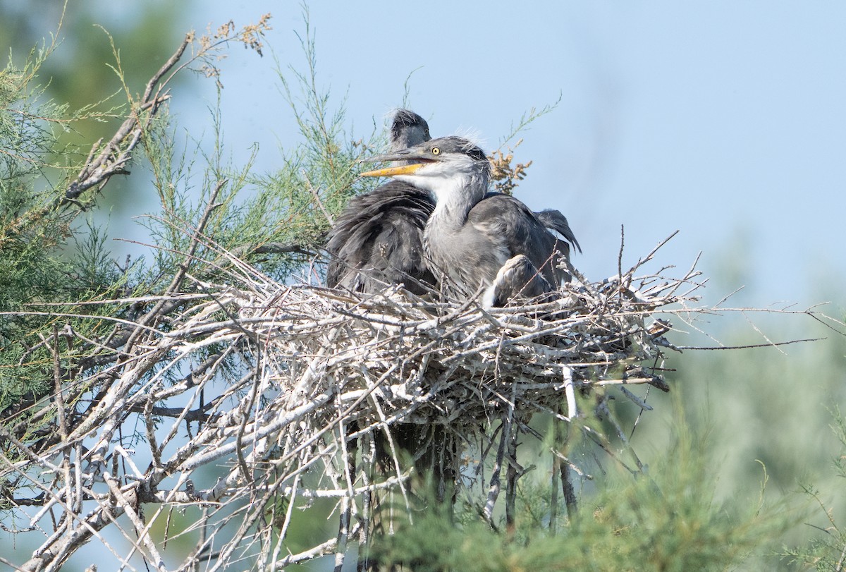 Gray Heron - ML659140509