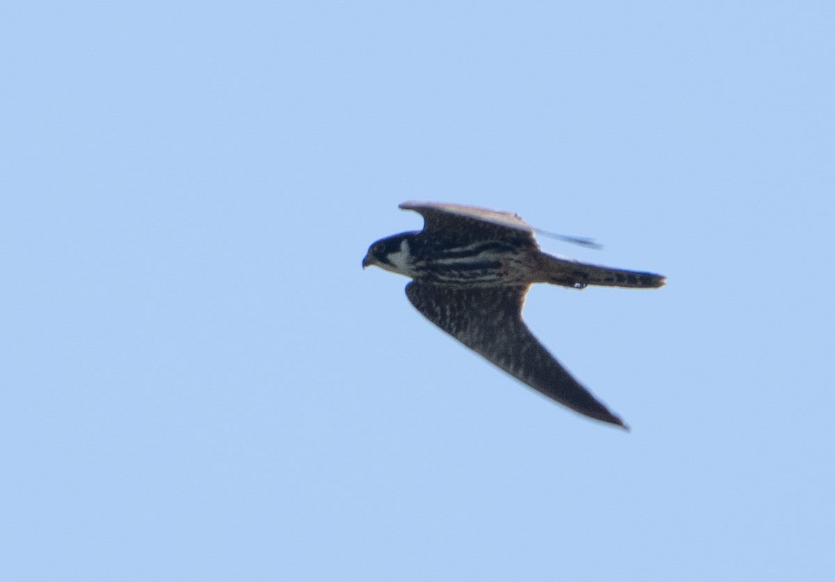 Eurasian Hobby - ML659140525