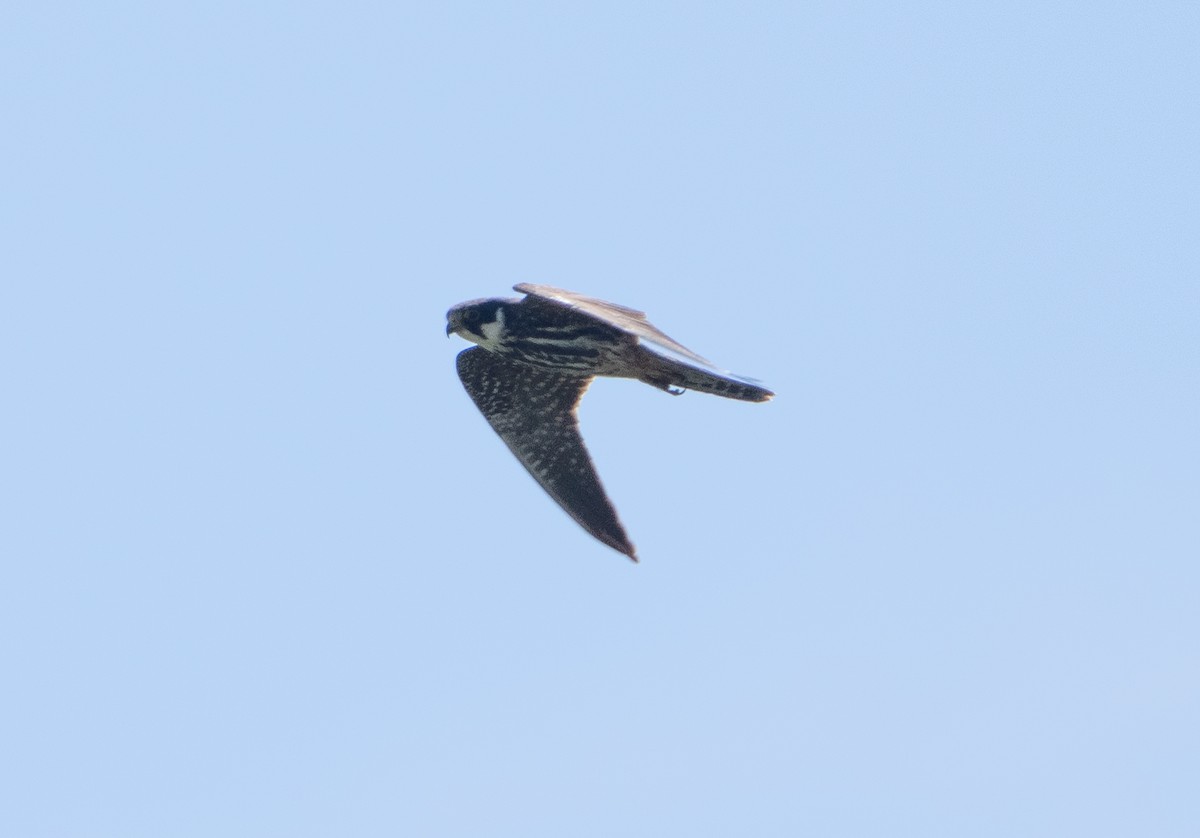 Eurasian Hobby - ML659140526