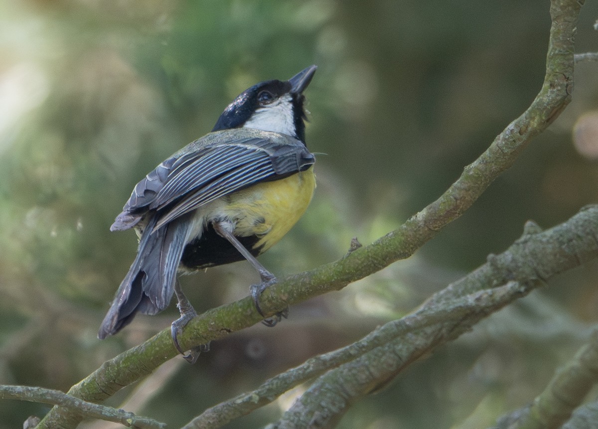 Great Tit - ML659140535