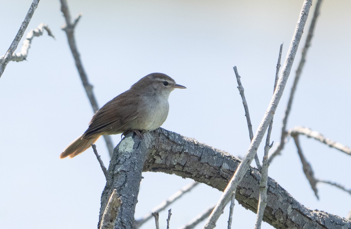 Cetti's Warbler - ML659140548