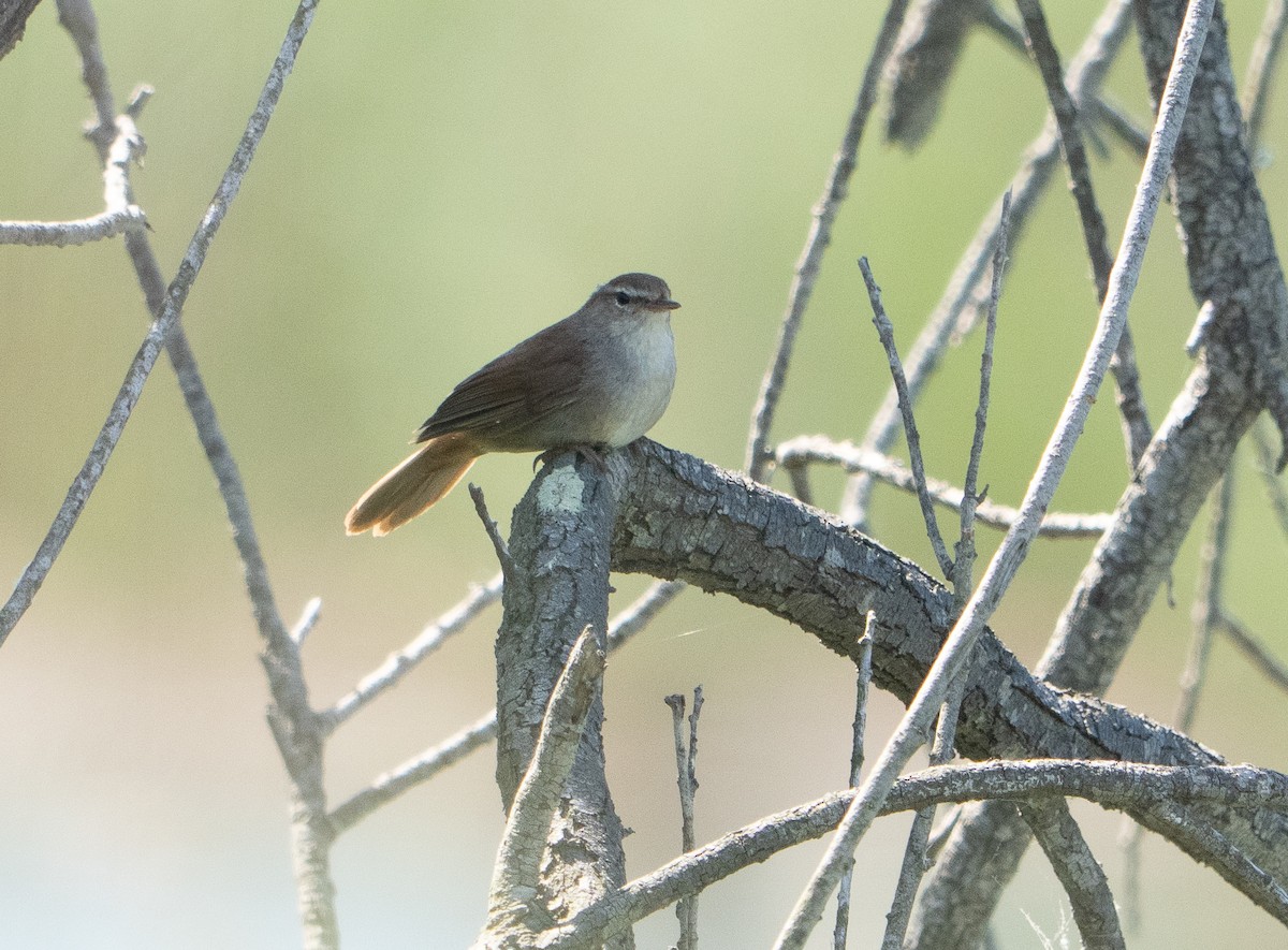 Cetti's Warbler - ML659140549
