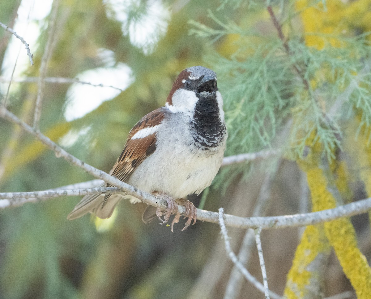 House Sparrow - ML659140566