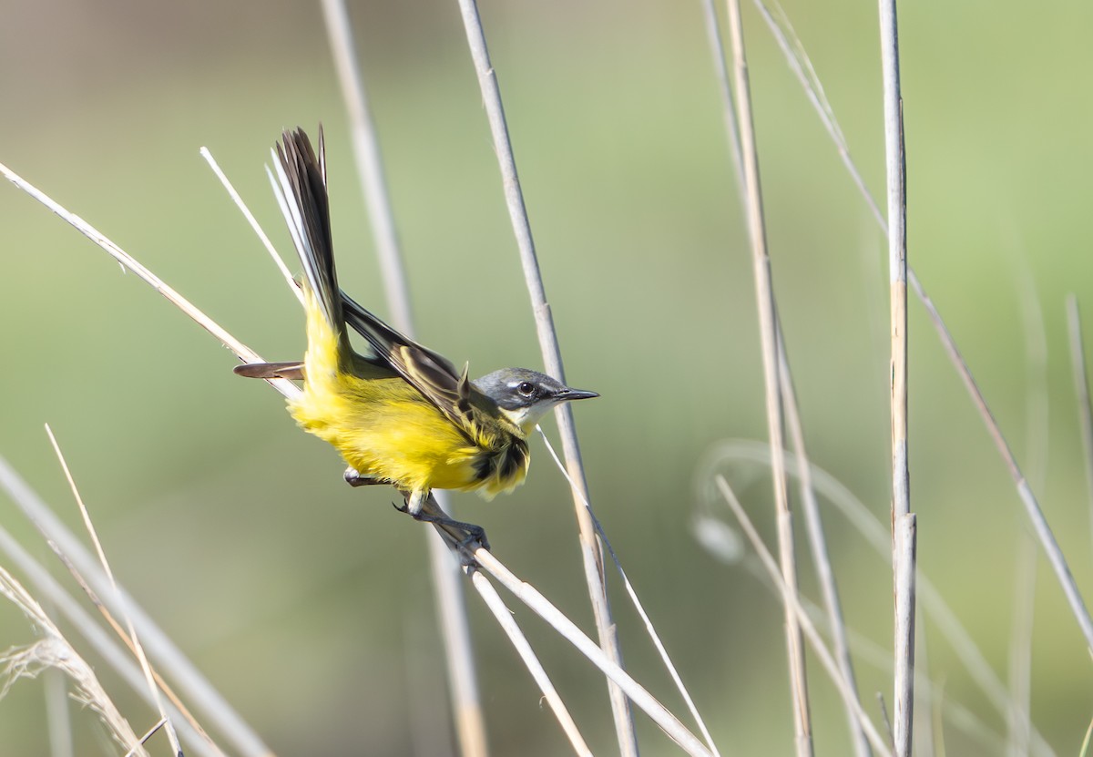 Western Yellow Wagtail - ML659140576