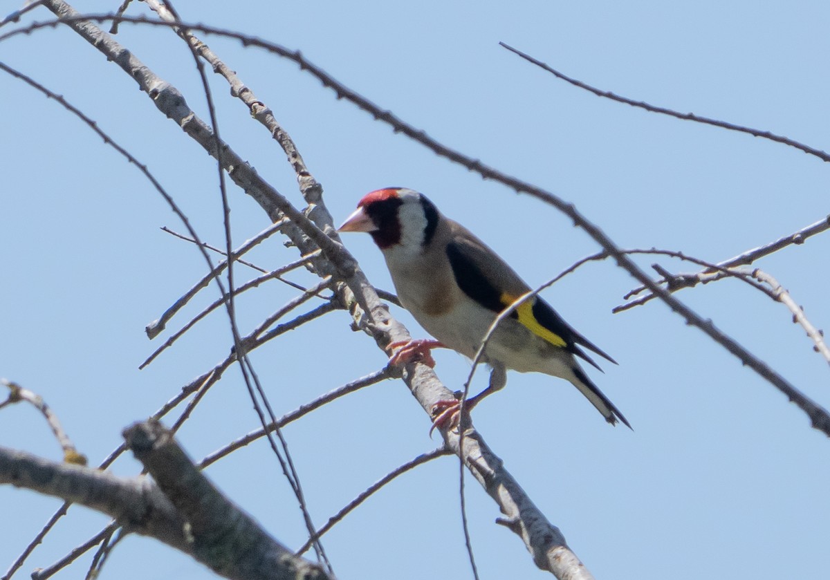 European Goldfinch - ML659140584