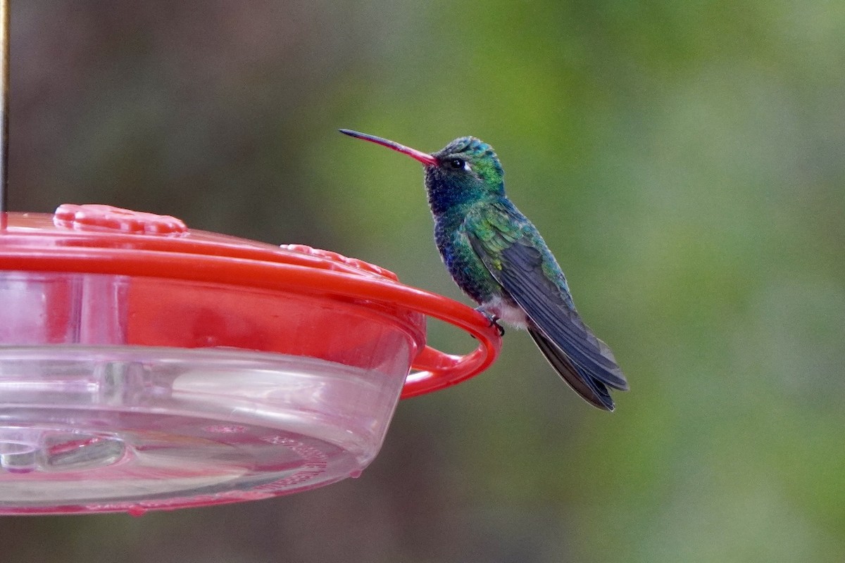 Broad-billed Hummingbird - ML659140694