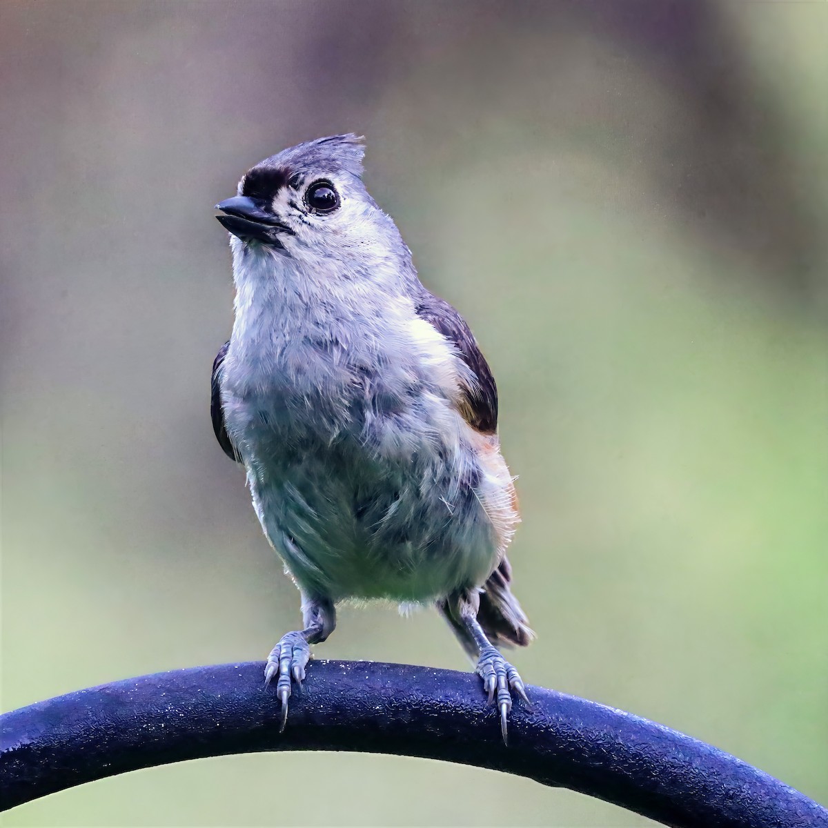Tufted Titmouse - ML659141017