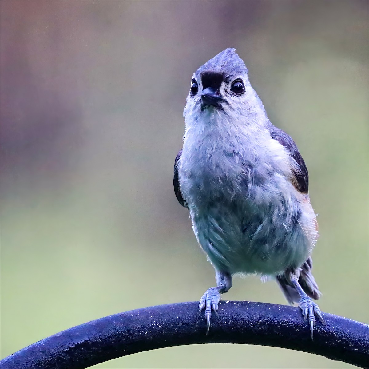 Tufted Titmouse - ML659141018