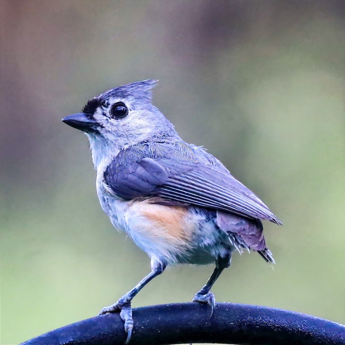 Tufted Titmouse - ML659141019