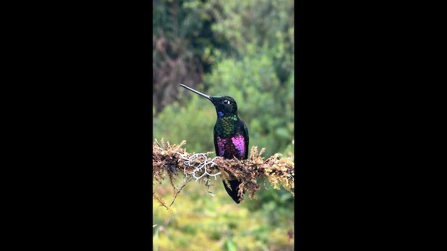 Inca Ventrivioleta - ML659141710