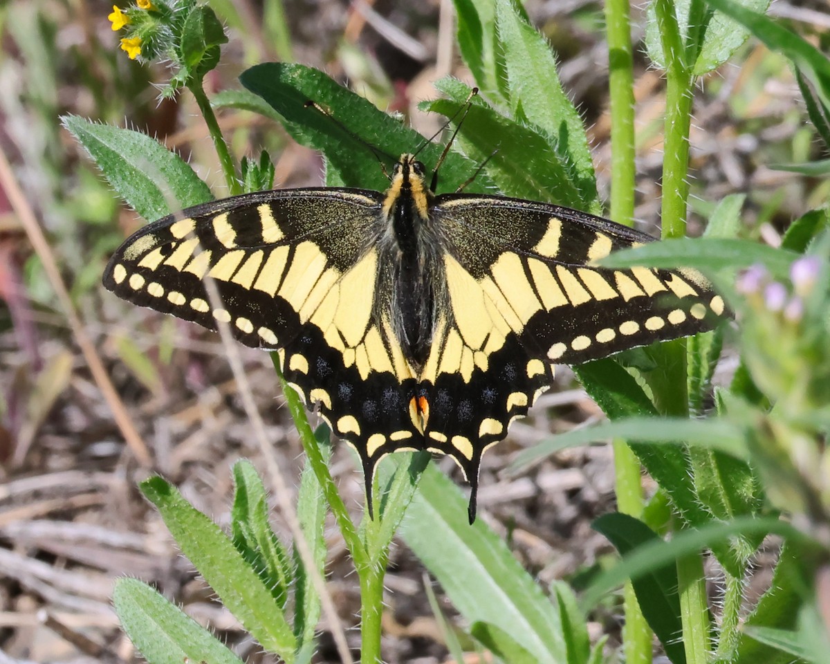 Anise Swallowtail - ML659143021