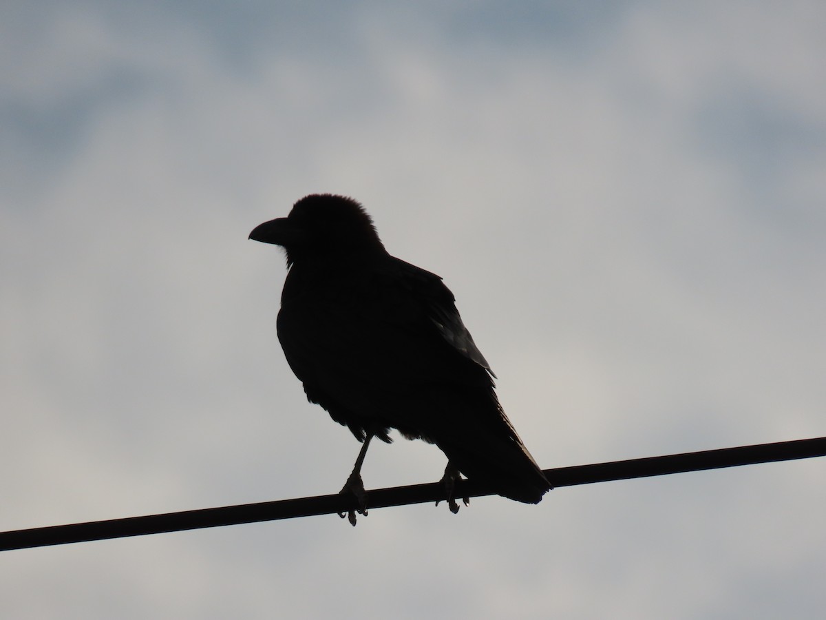 Brown-necked Raven - ML659143178