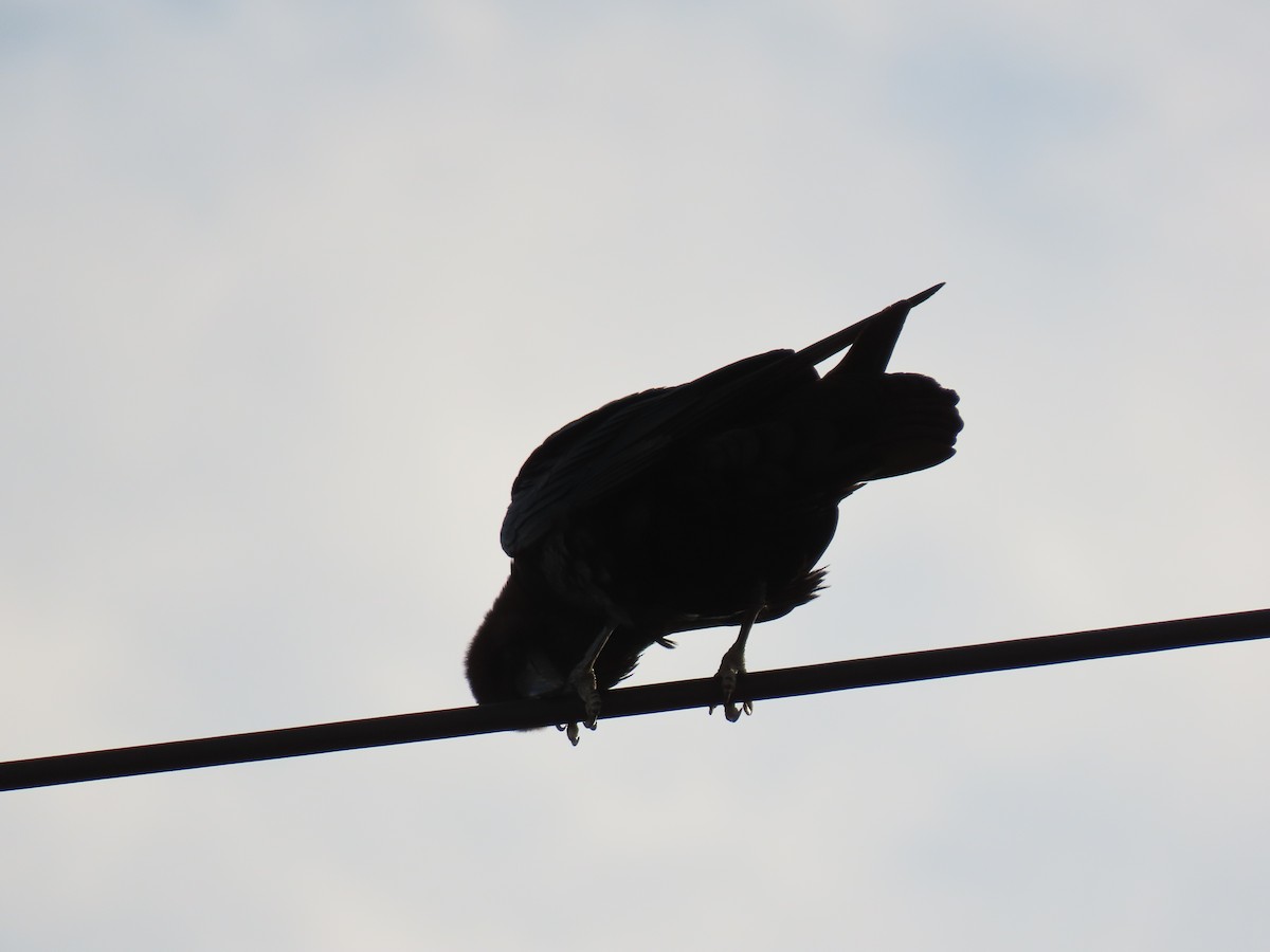 Brown-necked Raven - ML659143179