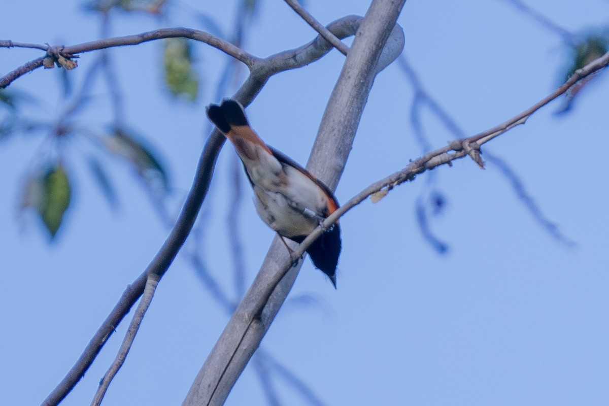 rødstjertparula - ML659143415